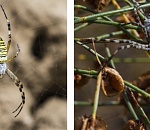 Записки астраханского натуралиста. Аргиопы, пауки-кругопряды