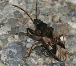 В Астраханской области нашествие странных насекомых