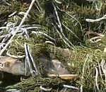 Масштабы плачевны. В Астраханской области на видео засняли рыбный плен