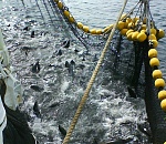 Работники астраханского предприятия попались на "левом" лове