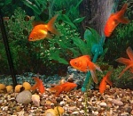 У астраханца за долги забрали аквариумных рыбок