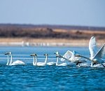 Записки астраханского натуралиста. Зима недаром злится…