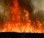 Пожар в Астраханском заповеднике. От первого лица