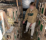 Астраханец похитил и съел 14 кроликов своей бывшей жены