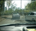 В Астрахани большая ветка упала на автомобиль