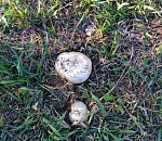 Из-за поздней весны в Астрахани долго просыпаются грибы