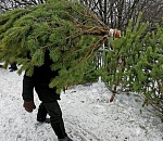 Ну елки-палки! Около ста елок конфисковала астраханская полиция