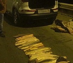 В Астрахани оперативники нашли тайник с центнером осетров