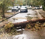 В Астрахани городские спасатели убрали с улицы упавшее дерево