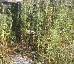 Под Астраханью сельчанин выращивал наркоплантацию