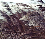 Пронзительный ветер будет дуть в Астрахани еще несколько дней