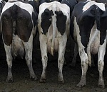 КИЗЯК ПРЕТКНОВЕНИЯ: Астраханская облдума вновь занялась скотскими наказаниями