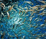 На Каспии аномально выросло поголовье кильки. Ученые ломают голову