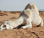 На север Астраханской области пришла великая сушь