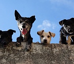 Астрахань перевыполняет план по отлову собак?