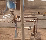 В Астрахани огромная стая собак держит в страхе жителей