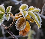 Синоптики астраханцам обещают в четверг не мороз, но изморозь
