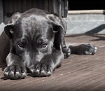 О.Шеин. Жестокое обращение с животными считать тяжким преступлением