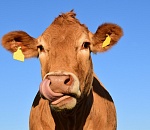 Астраханцев накажут за скотское поведение