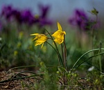 Записки астраханского натуралиста. Дикие ирисы и тюльпаны отцвели раньше времени