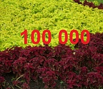 Цифра дня: в Астрахани высажено 100 тысяч цветов 