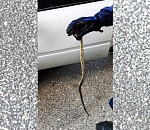 В Астрахани спасатели достали змею из-под машинного капота