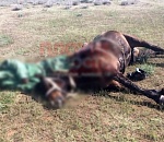 В Астраханской области молния убила пастуха и его лошадь