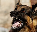 В Астрахани овчарка напала на 10-летнюю девочку