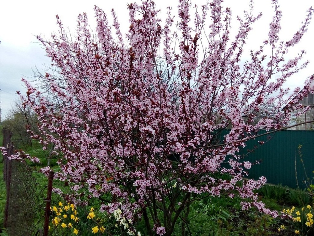 Астраханцы могут увидеть в кремле «Цветы с фронта»