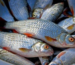 Задержали пять тонн рыбы, ехавшей из области в Астрахань