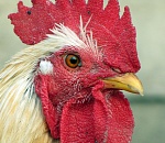 Азербайджан ограничил импорт продукции птицеводства из Астрахани