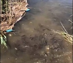 Рыбная катастрофа. В Астраханской области засняли жесть