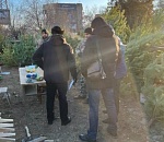 В Астрахани орудуют черные ёлочники