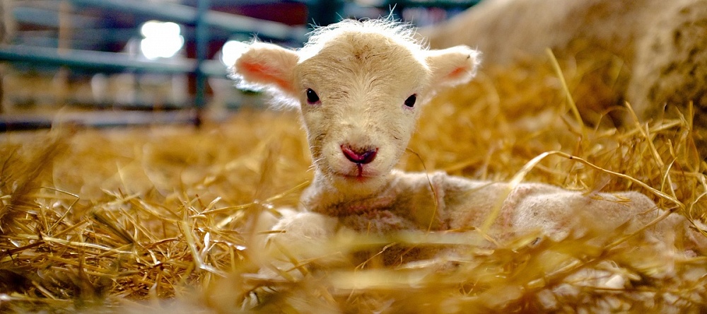 Астраханские животноводы скрестили овец и баранов