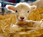 Астраханские животноводы скрестили овец и баранов