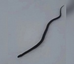 В Астраханской области проснулись змеи: видео