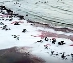 Каспийское море стало красным