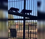 Редкие маленькие хищники из астраханского зоопарка скоро сменят прописку