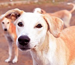 План по отлову собак в Астраханской области урезали на 42 хвоста