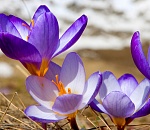 Каким будет первый день весны в Астрахани