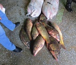 Астраханские полицейские изъяли 300 килограмм рыбы без документов