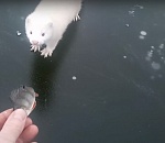 Пушистые и забавные зверьки мешают астраханским рыбакам