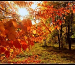 Тёплая погода продолжит радовать астраханцев