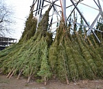 С 15 декабря в Астрахани начнут работу елочные базары