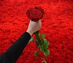 Красиво жить не запретишь: неизвестной астраханке подарили 501 розу