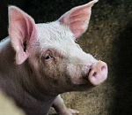 В Астраханской области выявлена африканская чума свиней. Что делать с поголовьем?