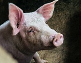 В Астраханской области выявлена африканская чума свиней. Что делать с поголовьем?