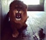 В Астраханской области родились львята