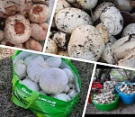 Грибной сезон: астраханцы хвастаются осенним уловом