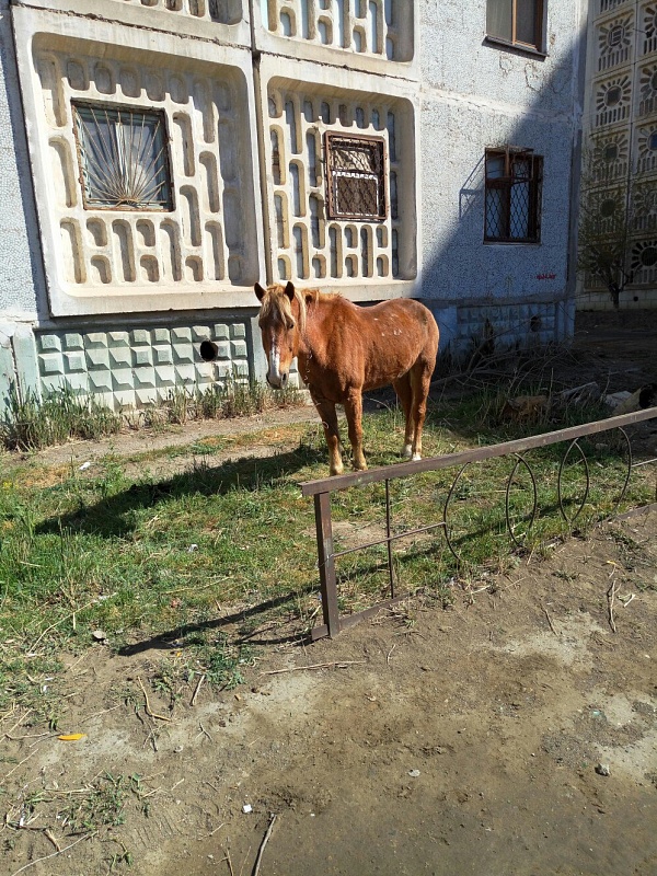 В Астрахани у многоэтажки пасется конь: хозяева экономят на корме